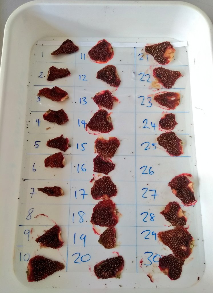 Strawberry crisp anyone? We've been drying our strawberries in an oven so we can calculate the water content and see if our hand pollinated strawbs are juicier. Heston Blumental eat your heart out! #pollination #strawberry #gyo #food #urbangrowing #urbanfarming #urbanwildlife