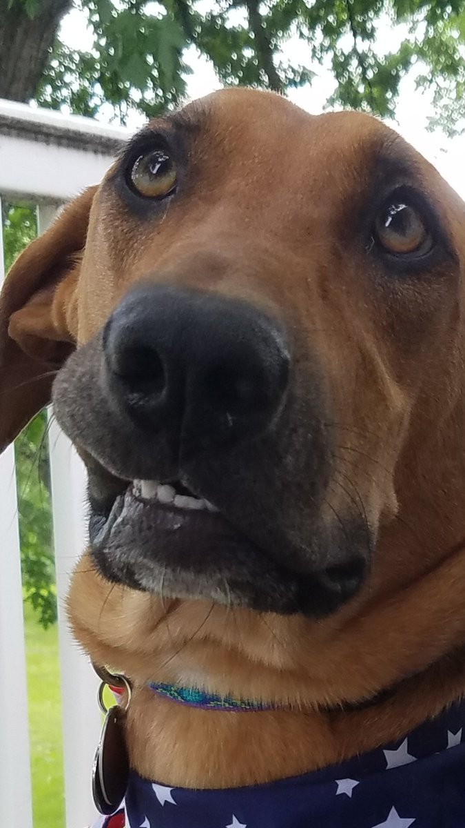 AmberKruger1's tweet photo. This is my pride and joy. #AmberGotADog #BabyBoy #BLove https://t.co/BxEjdDZasb