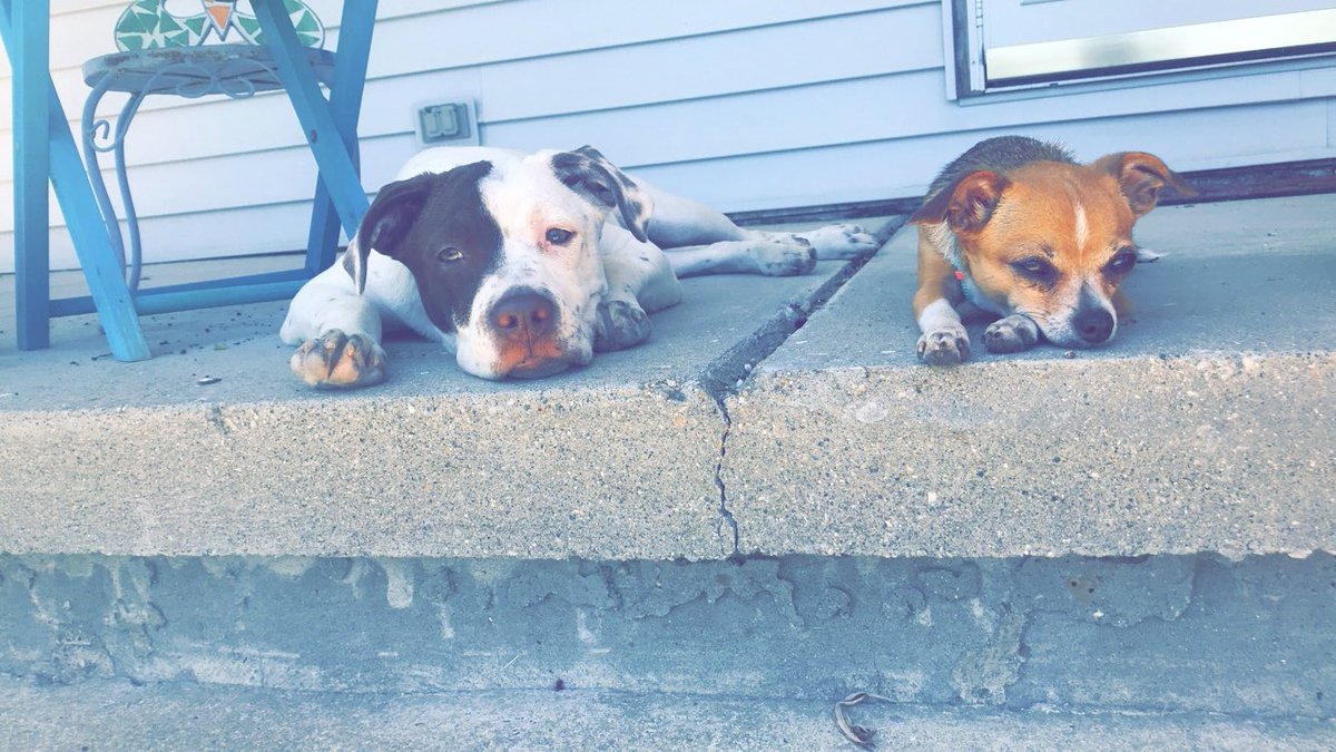Kenzbryant's tweet photo. My little fur babies keep my heart happy 💕 https://t.co/zJ9QjVPGCE