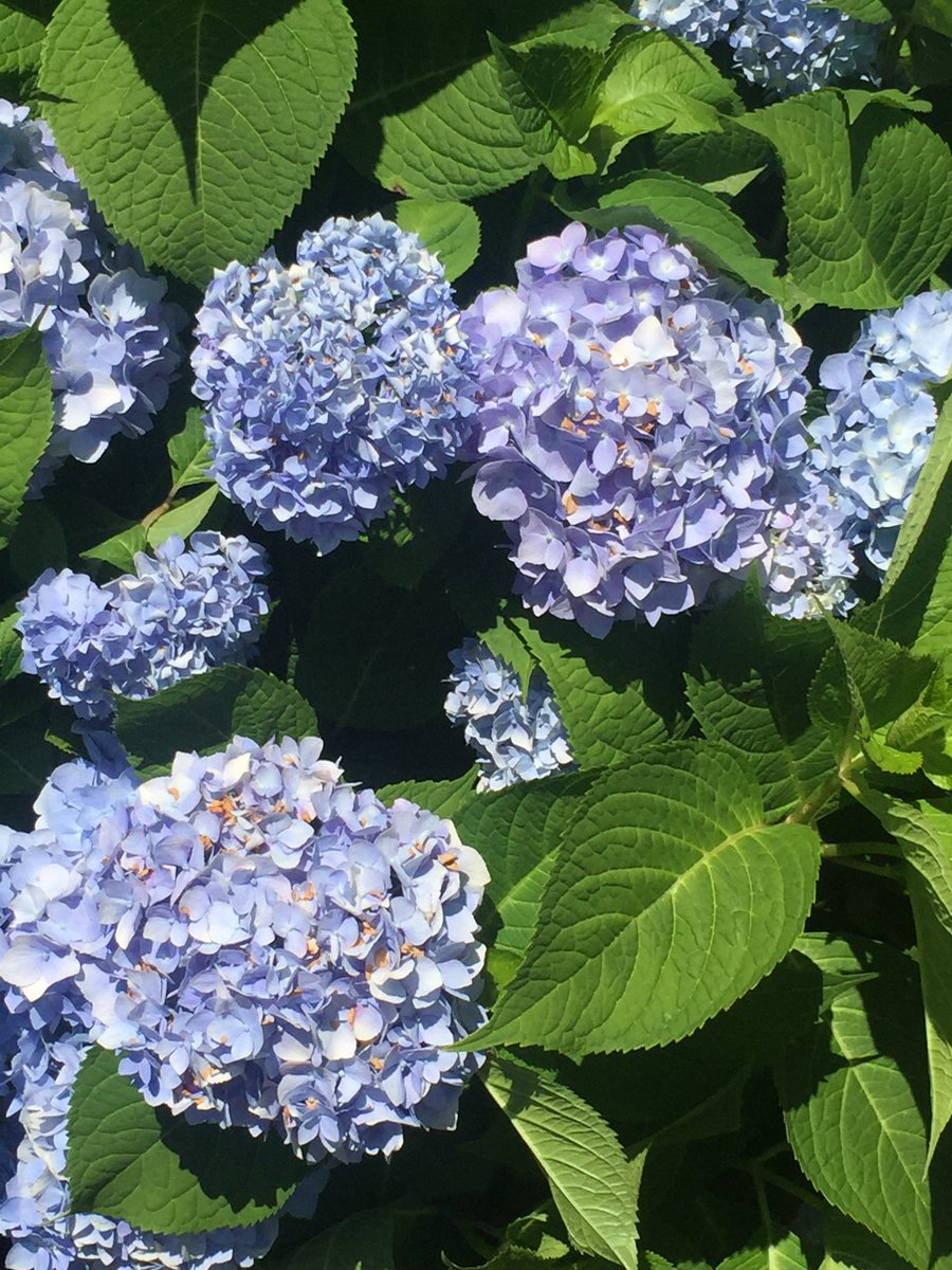 kathleenluvstea's tweet photo. Another gorgeous garden and home! Today was just made for walking these fabulous Barnstable gardens!
#ifyoudreamit #capecod #gardentours #crazyforhydrangeas https://t.co/VR7tEmUZDi
