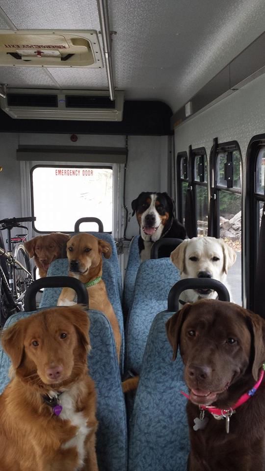 Well behaved passengers on the doggy day care bus