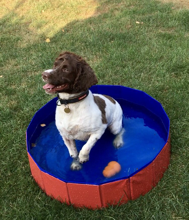 Loving cooling off and playing in my new paddling pool after a day at work #SpringerSpaniel #PoliceDogsOfTwitter @SpanielAidUK #Summer #PaddlingPool #TennisBall