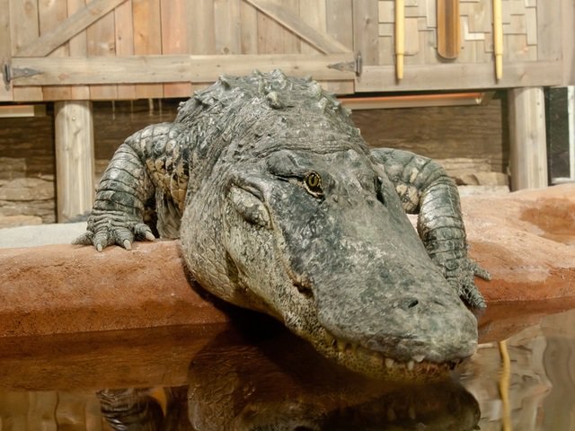 Newport Aquarium's giant alligator Mighty Mike 🐊 will leave for Florida after summer bit.ly/2NzCaJn