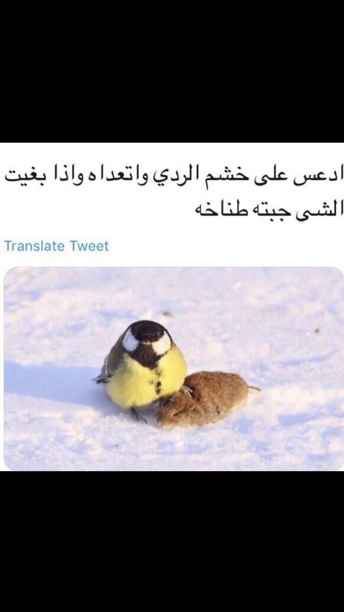 شٌَ tweet media