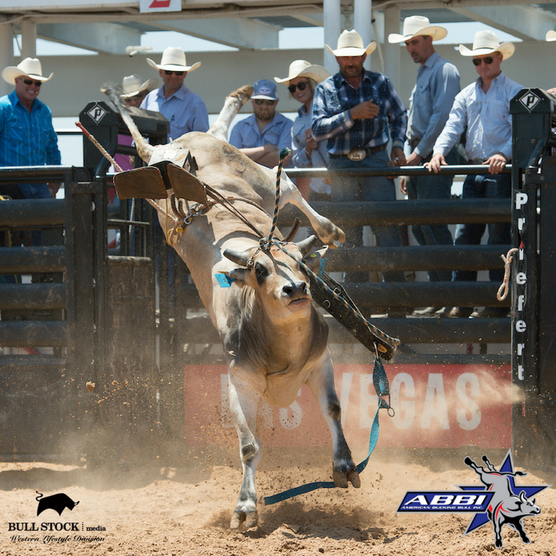 It sure has been a fun season watching Ridin' Solo from <a href="/McCoy_Ranch/">McCoy Ranch</a> / Best at the <a href="/abbinow/">AmericanBuckingBull</a> events!
Check out all of the ABBI Images here: bit.ly/ABBI-Gallery-2…
<a href="/CordMcCoy/">Cord</a> <a href="/sarabestmccoy/">Sara Best McCoy</a>