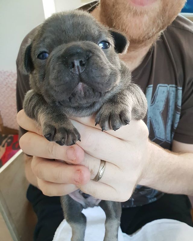 Yogadogs1's tweet photo. Say hello to James bond xx https://t.co/Dty3UrUNpP https://t.co/Q5nB2Sede6