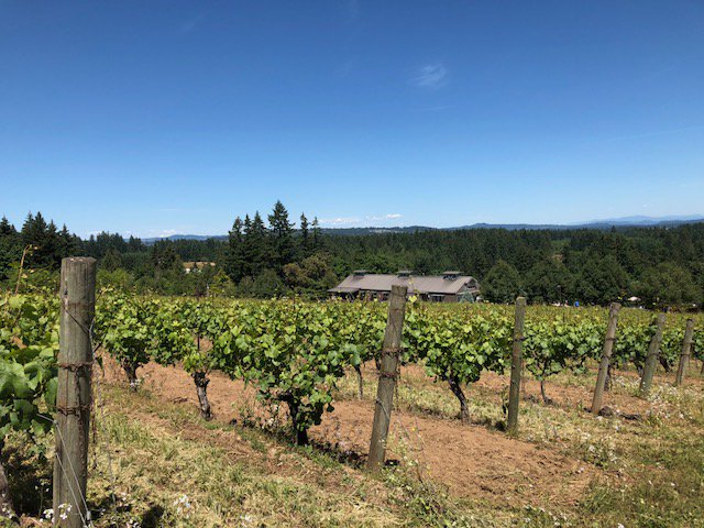 Lush vines &amp; summertime... Does it get any better? #HawksViewWinery