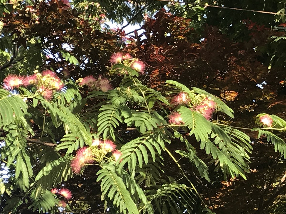 chrislb104's tweet photo. The neighbors powder puff tree is in bloom. @LondonArborist #powderpufftree https://t.co/QtcHIVOvYF