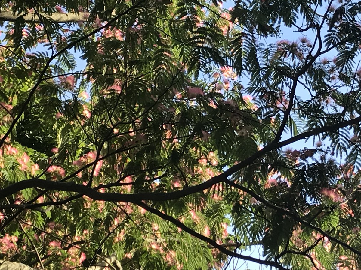chrislb104's tweet photo. The neighbors powder puff tree is in bloom. @LondonArborist #powderpufftree https://t.co/QtcHIVOvYF