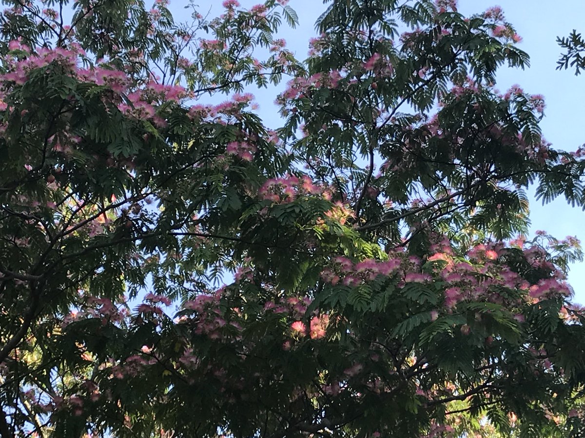 chrislb104's tweet photo. The neighbors powder puff tree is in bloom. @LondonArborist #powderpufftree https://t.co/QtcHIVOvYF
