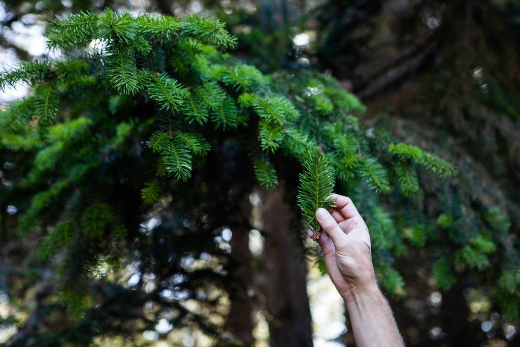 Learn to forage with <a href="/LittleRiverInn/">Little River Inn</a> buff.ly/2m1Meym