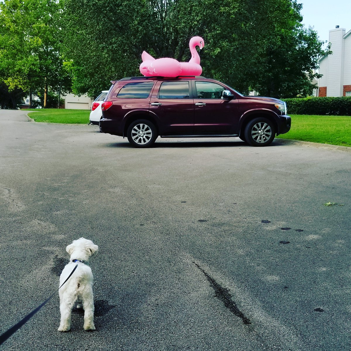 ElizabethJamie8's tweet photo. Flamingo patrol https://t.co/7YXKTIF4H3
