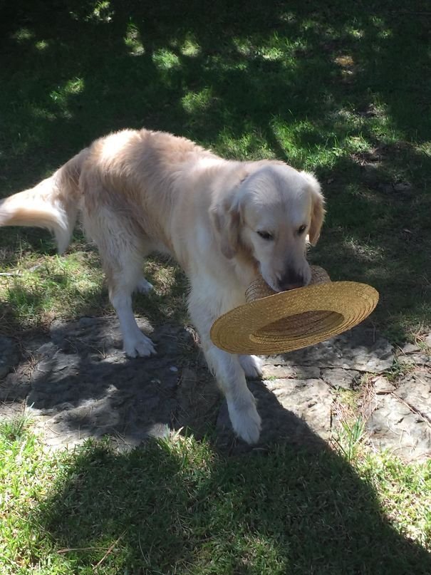 dstumblor's tweet photo. https://t.co/mf2vYYSmjf
Pets Brought The Most Unexpected Gifts To Owners
#pets #dog #dogs #cats #cat #unexpected #gift #owner #pet #stumblor https://t.co/OIjpPeWLSi