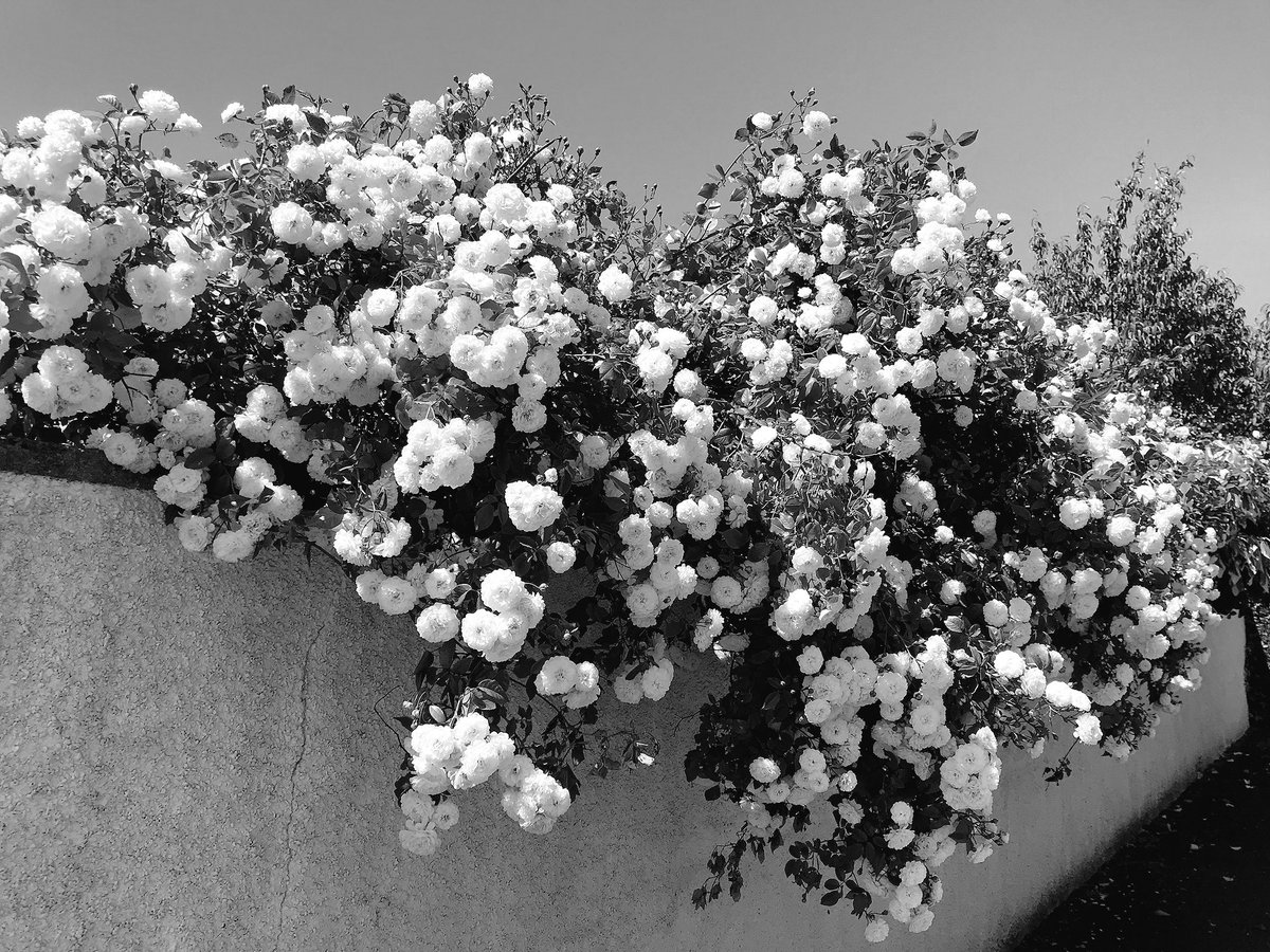 HelloKarel's tweet photo. Day 7 of 📸 7 days, 7 B&amp;W photos of your life. No humans/explanations - challenge someone new everyday.
I was nominated by @janelspeth https://t.co/Q53lVuEoTW