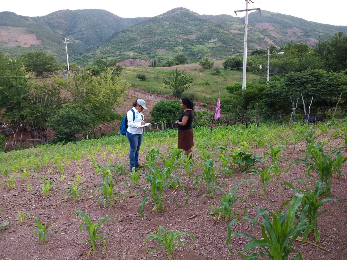 Isa69850753's tweet photo. Visita a Módulo y Áreas de extensión como seguimiento al acompañamiento técnico en la localidad de San Miguel Totolapa municipio de Huamuxtitlan. Gro.
Asesor técnico. Biol. Ma. Isabel Dominguez Morales.
#PROAGROCapacita 
#HubPCTO 
#CIMMYT https://t.co/uNGOgYASnL