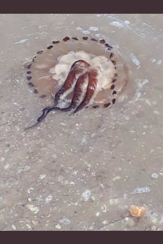 gazpunch's tweet photo. @ChrisGPackham @SteveBackshall @michaelastracha 
#springwatch2018 
@BBCSpringwatch #summerwatch
Any ideas,?? Spotted by mate @ShedOfPhotos on the south coast. Really curious what kind of jellyfish it is,  Looks brutal https://t.co/Tfb551cNBb