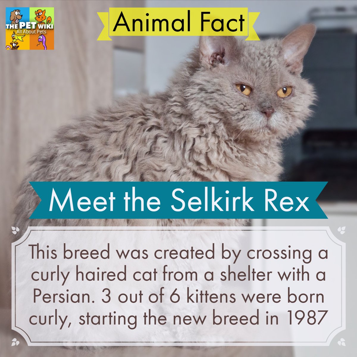 ThePetWiki's tweet photo. Animal Fact of the Day: The Selkirk Rex was created by crossing a curly haired cat from a shelter with a Persian. 3 out of 6 kittens were born curly, starting the new breed in 1987. Read More: https://t.co/Tllt8ENWy8 https://t.co/p0YC8bcQbH