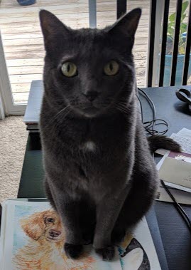 Finch_Minis's tweet photo. Here are two #watercolor works I did of my beautiful cat Bailey! One is a sketch when she was begging, and another is a detailed view of her close up. I do commissions as well! #painting #CatsOfTwitter #hobby 😺🎨🖌️🖼️ https://t.co/7KwQOtoCJT