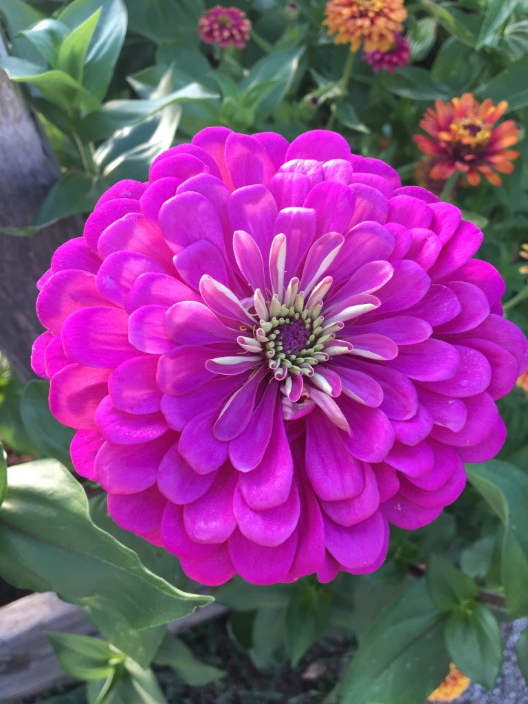 JoiTaniaSigers's tweet photo. A zinnia has got to be one of the most gorgeous things in the world. I love that they attract butterflies and bees, too. #FlowerNerd https://t.co/6kAtZ7EuED