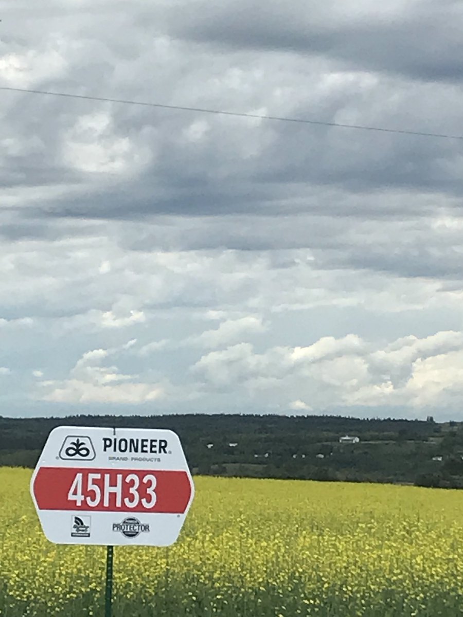 hougham17's tweet photo. 45H33 always finds a good route to success. Things are looking good. @PioneerWCanada https://t.co/q7jBuTSoi9