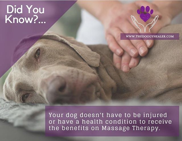MrsJillR's tweet photo. Massage Therapy provides a lot of amazing benefits for our Canine Companions. The biggest benefit by far is the increase of blood circulation.

The reason that it is so good is because that increased blood circulation contributes to your pet's overall he… https://t.co/AbHlCYRp2Z https://t.co/E1ySAOw1U1