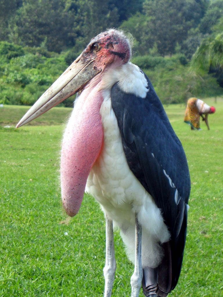 Marabou Storks are the kinds of wizards that guard the secrets of the afterlife.