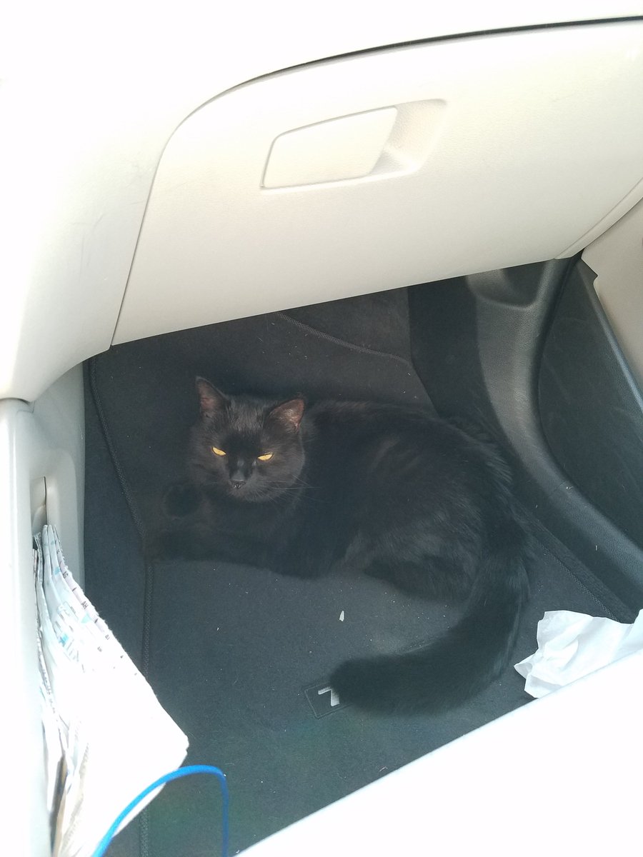 BestCatArwyn's tweet photo. Momma is loading up #Loaderbot and I wonder if she is going somewhere without me. I love road trips! Here are some more pics of me from my last great adventure.
#panfursquad #blackcat #bestcat #catsoftwitter #adventures #catadventure #roadtrip #travel #packabag #hittheroad https://t.co/k7d3h2gf47