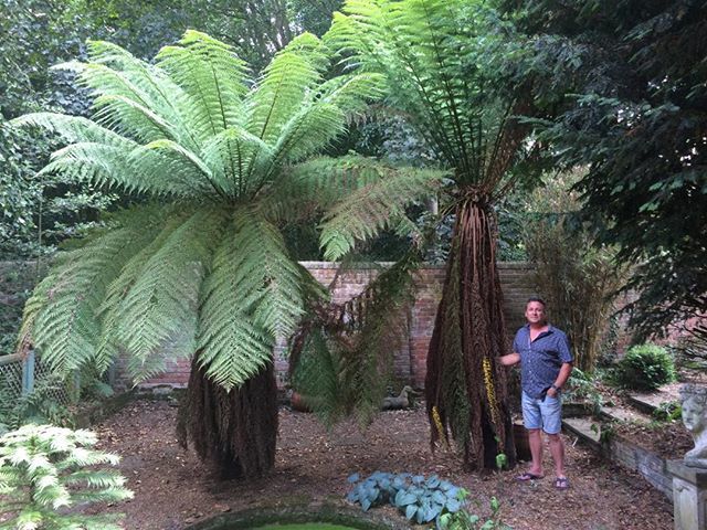 Exoticgardenco's tweet photo. Visited a garden on the #Suffolkcoast last weekend and saw to #treeferns we supplied about 20 yrs ago. Glad to see how well they are doing. #SuffolkAONB, #insuffolk, #suffolknorfolk, #allaboutsuffolk, #EssentialSFK, #WoodbridgeUK. #Southwold. #Suff_Coast… https://t.co/4NHEXgVDYV https://t.co/AYnRjs8zD4