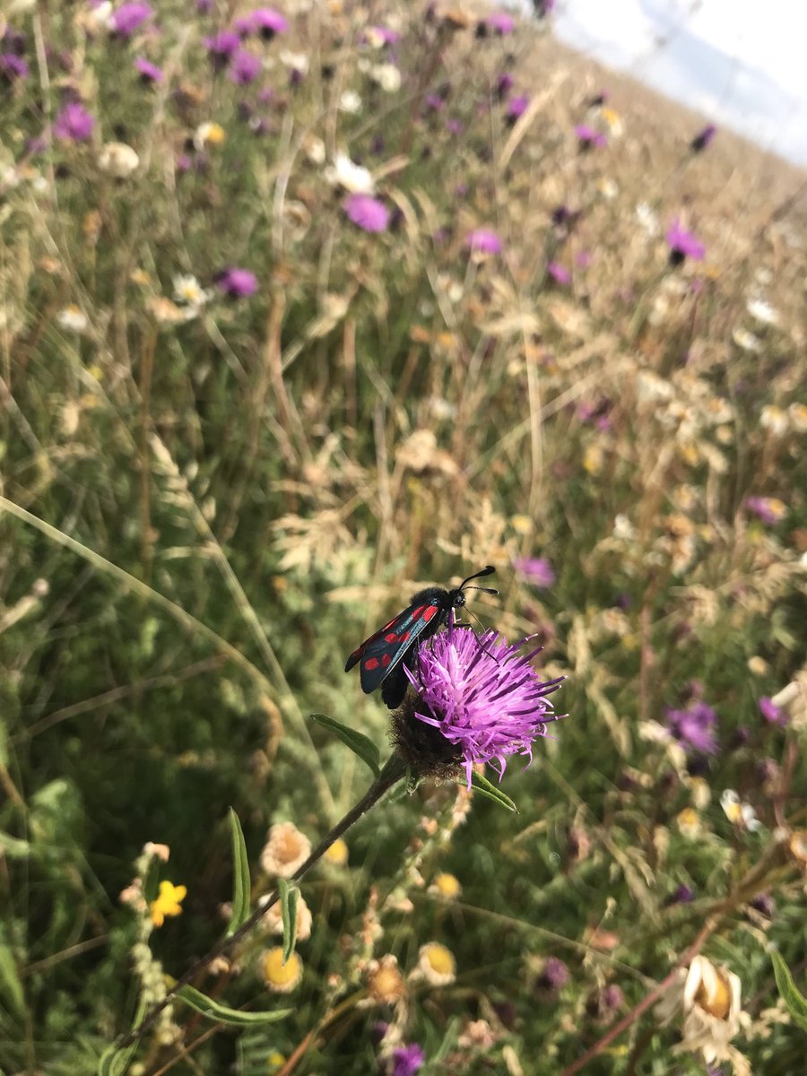 JackLindfield's tweet photo. A good day @DunstableDwnsNT learning about converting arable land  and managing meadows https://t.co/WJLeiHg81Z
