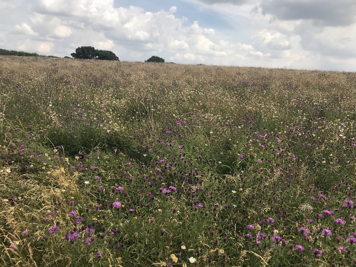 JackLindfield's tweet photo. A good day @DunstableDwnsNT learning about converting arable land  and managing meadows https://t.co/WJLeiHg81Z