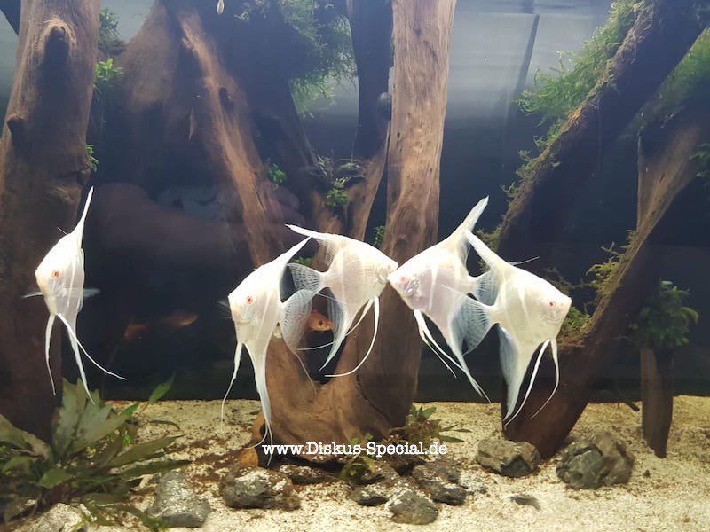 AquascapingBER's tweet photo. Eben bestellt, ein TOP 3er Set an #Moose für mein #aquascape -> https://t.co/jjFzyNLL8p #AlbinoAltumCross #Altum #aquarium https://t.co/NUFu977J1L