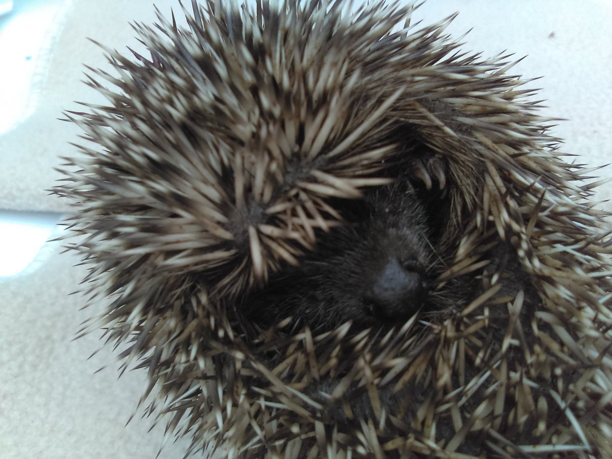 Bruce hoglet you can just see his nose amoungst tiny spines