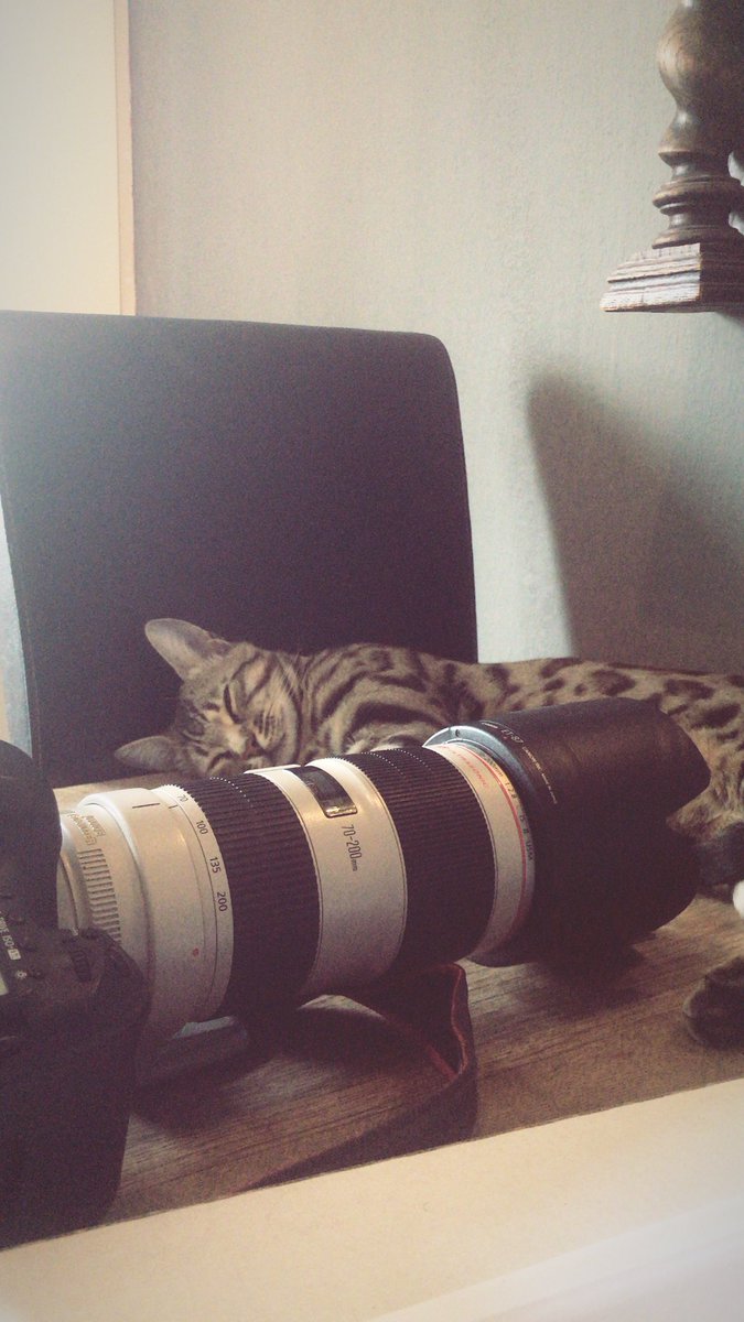 We moeten nog steeds een beetje bijkomen van het drukke weekend.. #bengal #cat <a href="/CanonNederland/">Canon Nederland</a> #eventphotography