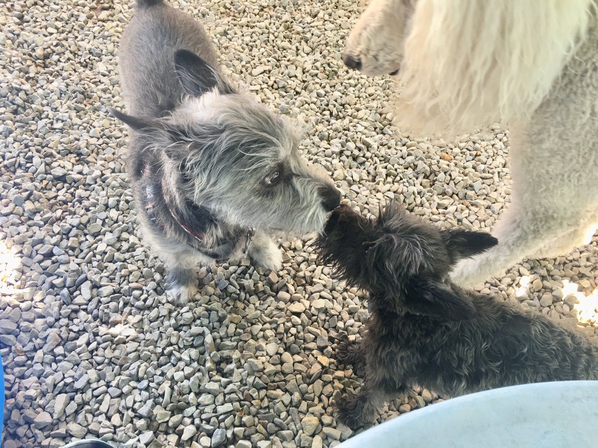 saltydogtrainer's tweet photo. Oscar, Jack, Dion 😍😘😘 https://t.co/qyZ4hlyt3p
