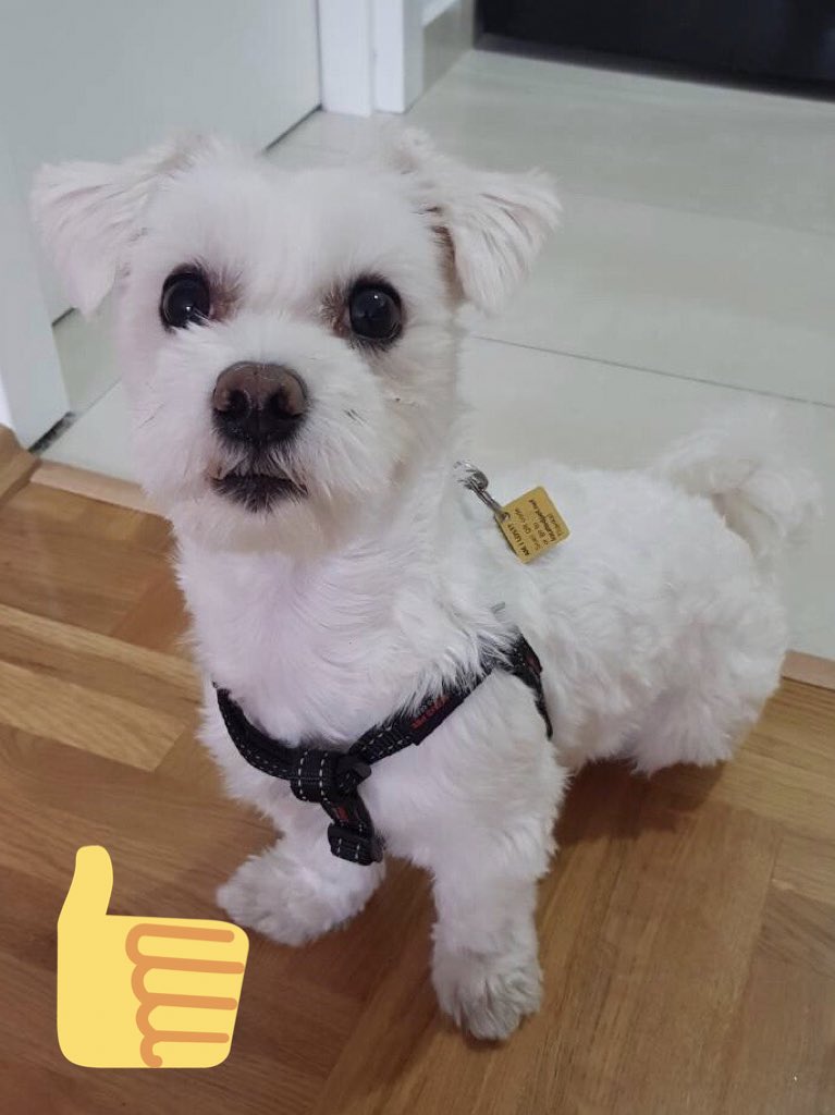 locatedpet's tweet photo. Subscribe at https://t.co/dqz20udKnl and tag your pet. If by accident he gets lost, you’ll get the location as soon as somebody finds him. #foundpets #petlovers #founddog #foundcats #safepets #locatedpet https://t.co/17UcPCvvO2