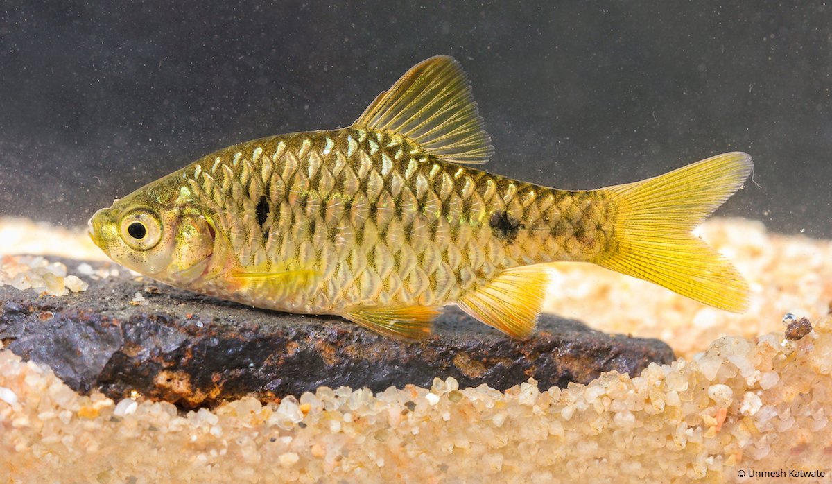 CommunityCEPF's tweet image. Exciting news from the Western Ghats Biodiversity Hotspot! A new fish species was discovered by CEPF grantee Bombay Natural History Society. You can watch a video of the species: ow.ly/sBeW30kRIxB