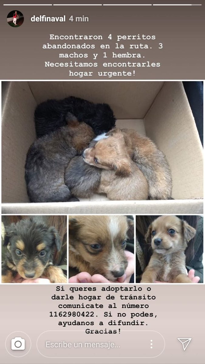 silademolina's tweet photo. Ayuden a difundir, por favor, así le encontramos hogar a estas bellezas 💛 cualquier consulta le pueden escribir a @delfinaval https://t.co/K8uzSAr1VR