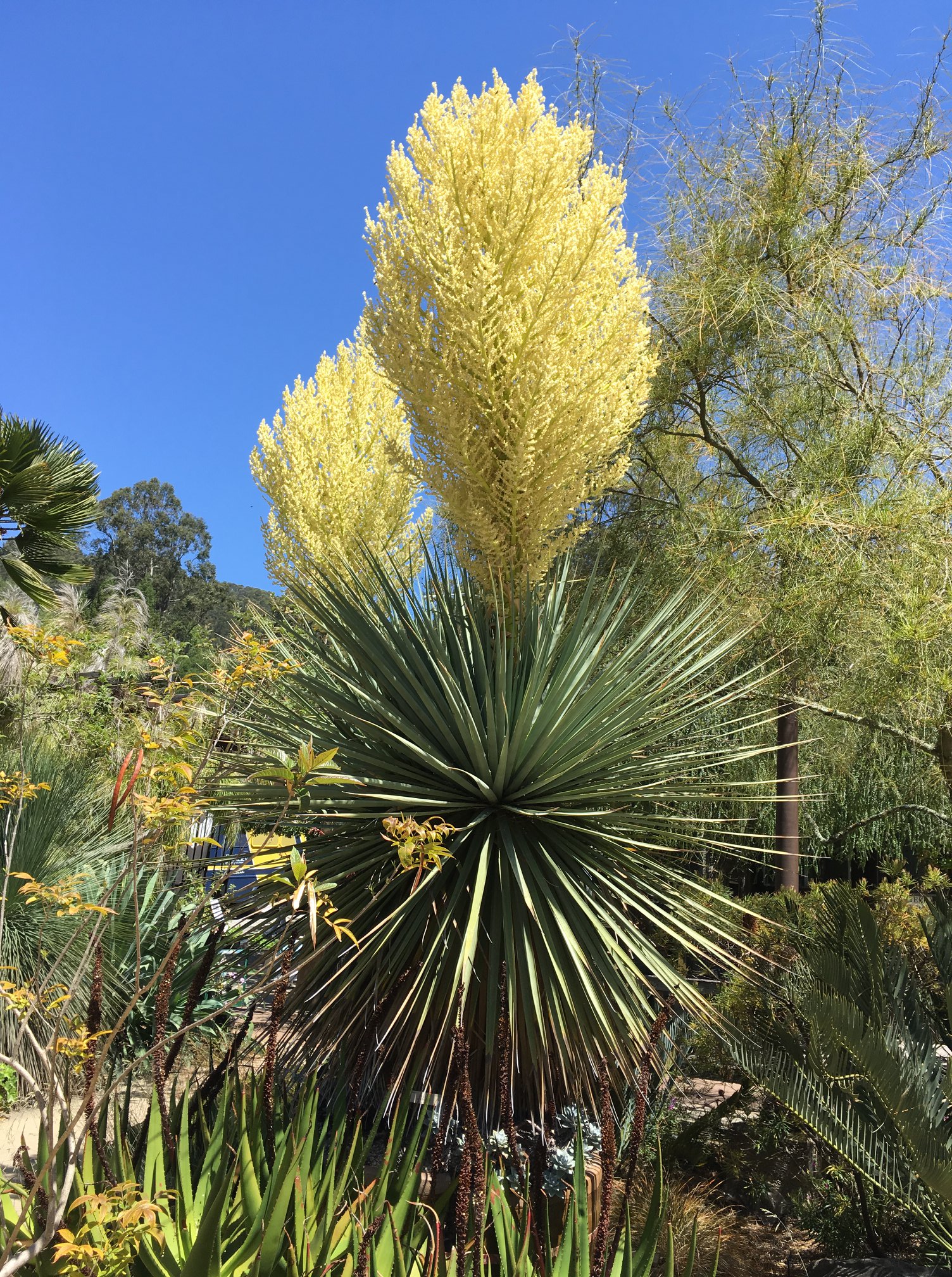 UC Botanical Garden on X: Native to Tamaulipas State, Mexico, this is  Nolina nelsonii, the blue nolina or Nelson's bear grass. This striking  plant is in bloom now in the Waterwise Entry