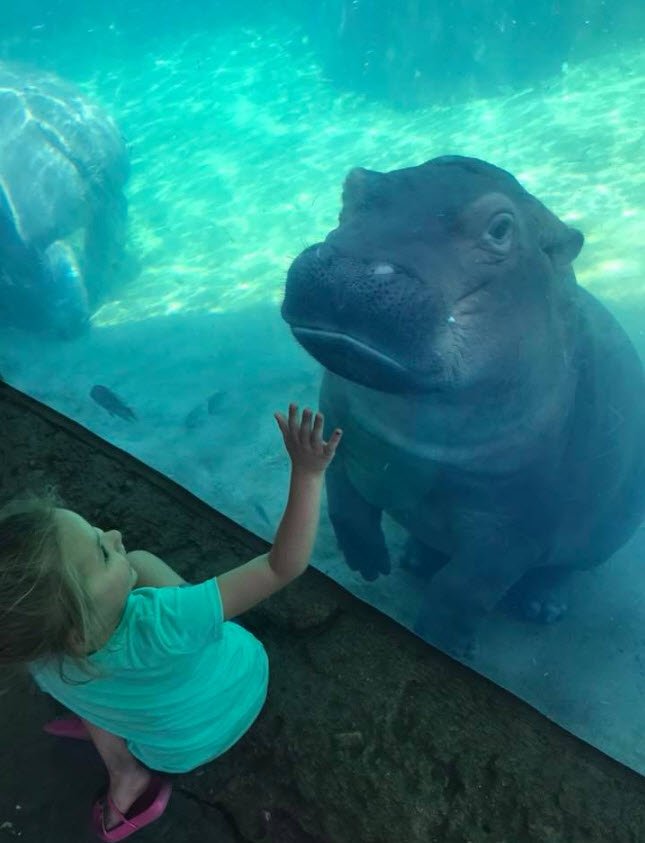 <a href="/CincinnatiZoo/">Cincinnati Zoo</a> This chunky ballerina seemed as enthralled with my 5-year-old granddaughter, as Gwenni was with Fiona!