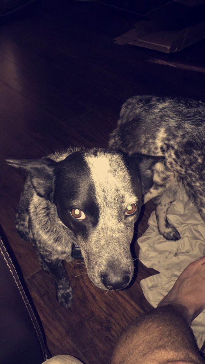 dirty_bev5's tweet photo. If anybody has seen my dogs please call 9045073554 they answer to Bonnie and Clyde they will be together. I live in spring lake of states in Callahan in the back by Bismarck so if you seen them please call or DM me https://t.co/eWktk8WbGq
