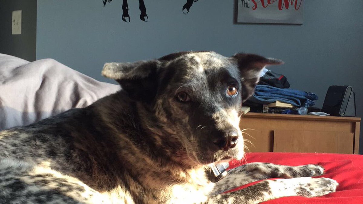 dirty_bev5's tweet photo. If anybody has seen my dogs please call 9045073554 they answer to Bonnie and Clyde they will be together. I live in spring lake of states in Callahan in the back by Bismarck so if you seen them please call or DM me https://t.co/eWktk8WbGq
