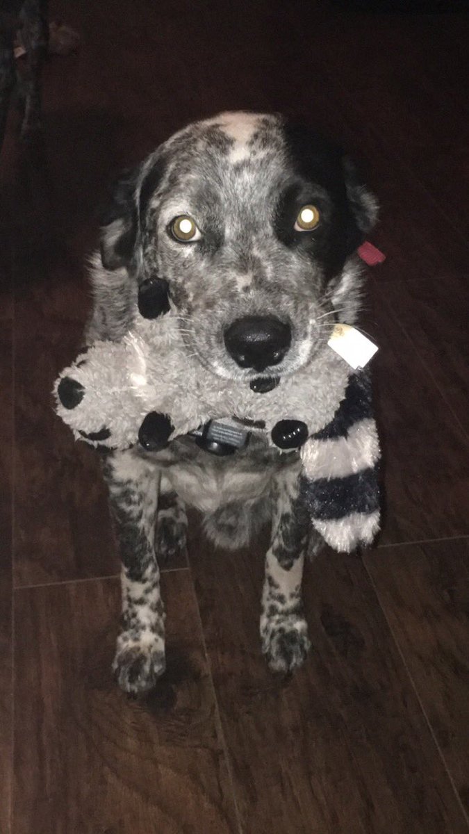 dirty_bev5's tweet photo. If anybody has seen my dogs please call 9045073554 they answer to Bonnie and Clyde they will be together. I live in spring lake of states in Callahan in the back by Bismarck so if you seen them please call or DM me https://t.co/eWktk8WbGq