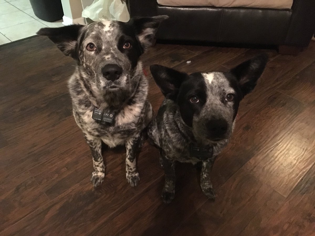 dirty_bev5's tweet photo. If anybody has seen my dogs please call 9045073554 they answer to Bonnie and Clyde they will be together. I live in spring lake of states in Callahan in the back by Bismarck so if you seen them please call or DM me https://t.co/eWktk8WbGq