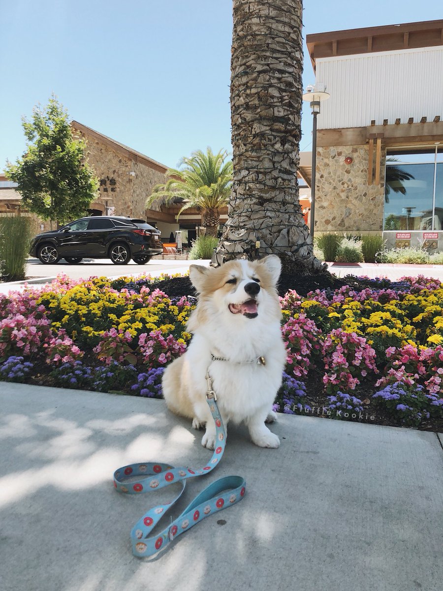 KookieFluffie's tweet photo. “Flowers bring out the best of me”🐶🐾 #corgipuppy #corgifeed
https://t.co/WoTxRbhxya
.
.
.
.
#corgi #corgibutt #mickeymouse #Dailyroutin #puppy #doglover #dog #fluffy #fluffybut #fluffydog #corgilover #thursday #corgipuppy #MondayMotivaton #Flowers https://t.co/4G2dnAqzXc