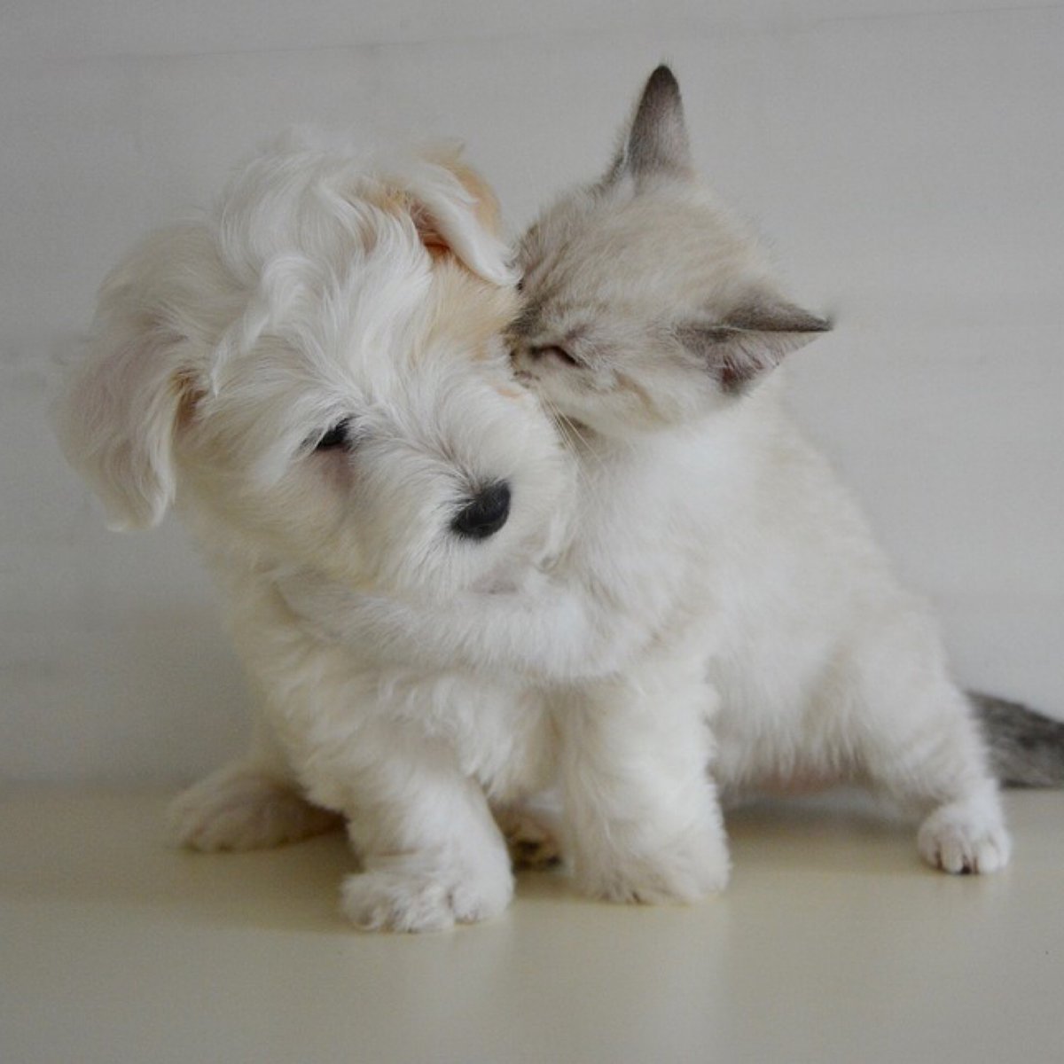 Don15650's tweet photo. Life isn’t always puppies and kittens - that’s why it’s great to know you’re in good hands with the Don Rose Allstate Agency. We’re there when you need us. https://t.co/3t1NvrGzHE
