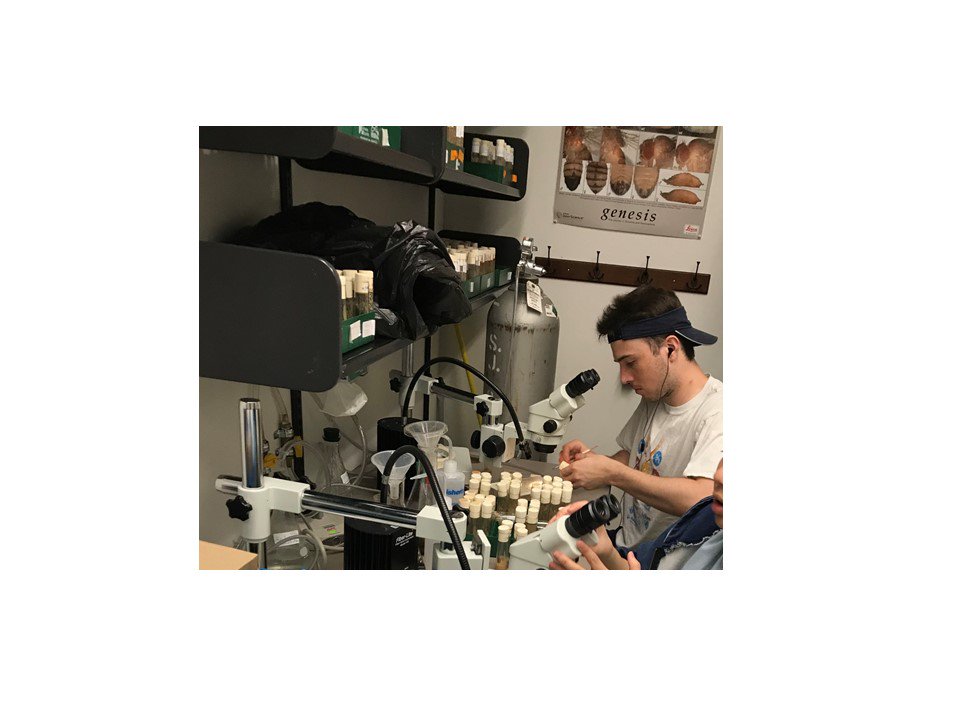 TSU_Biology's tweet image. .@TrumanState #TruScholars recipient Miles Thies is studying the role of Fem-1 in mating behavior and synapse development with Dr. Brett Berke. This gene affects sexual development in worms &amp;amp; humans, but its role in flies remains a mystery. This means watching courting flies: