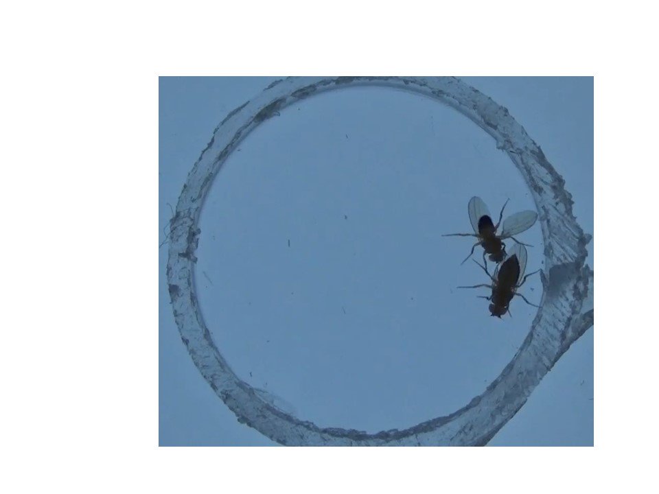 TSU_Biology's tweet image. .@TrumanState #TruScholars recipient Miles Thies is studying the role of Fem-1 in mating behavior and synapse development with Dr. Brett Berke. This gene affects sexual development in worms &amp;amp; humans, but its role in flies remains a mystery. This means watching courting flies: