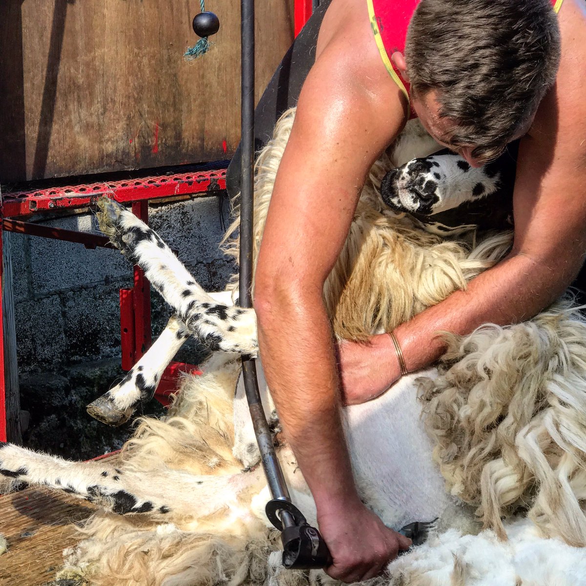 woolismybread's tweet photo. Home grown. Shepherdess Tweeds. First the flocks are gathered. Then sheared by me taking care of stragglers but the hired lads with strong backs doing the lions share.  Fleeces are rolled. Skirted. And packed into wool sacks. @NFUCountryside @Campaignforwool @greatyorkshow ❤️🐑 https://t.co/R1hzq8ZoVb