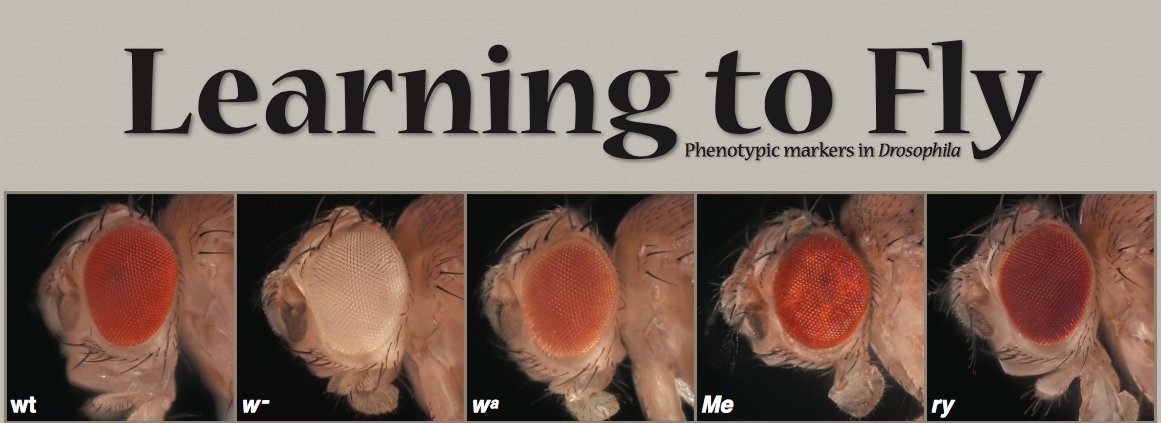 Richard Behringer on X: You can download FREE #Drosophila poster