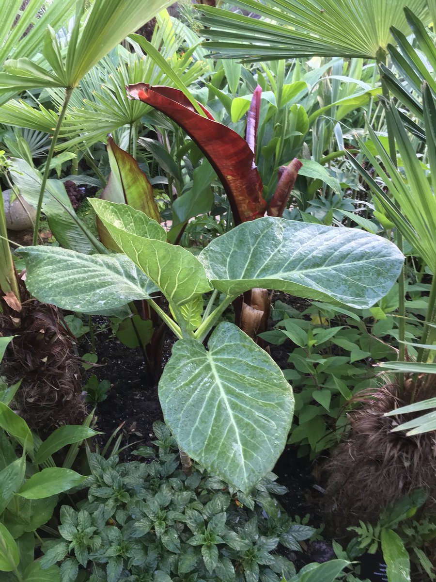 MikesRarePlants's tweet photo. Here’s a selection of our plants looking rather lush in our exotic garden here in Poole Dorset 
solanum betaceum 
Manihot Grahamii
 Dendroseris litoralis
 and lobelia fistulosa https://t.co/FwOiqmswf3